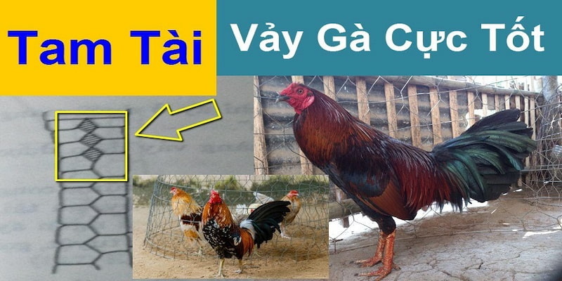 Thế nào là vảy gà tam tài?